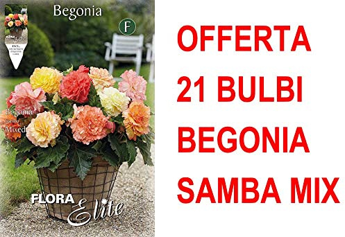 OFFERTA 21 BULBI BEGONIA SAMBA MIX BULBS BULBES