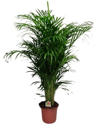 Dypsis Lutescens - Palma di Areca - 115-125cm - Ø24cm - Pianta d'appartamento - Sempreverde