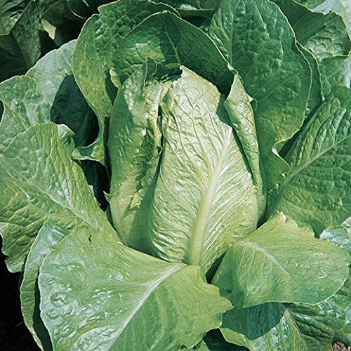 LATTUGA LENTISSIMA A MONTARE 3 NR.1000 SEMI