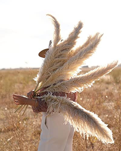 Lot de 6 Grand Pampas Séchées Décoration, 100cm d'herbe de la Pampa XXL Bouquet de Fleurs Séchées, Décoration Boho pour Mariage Salon Chambre à Coucher