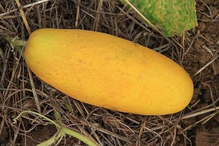 Graines de légumes de concombre 100pcs jaune