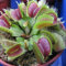 456F D210 Precious Organic Home Garden Piante esotiche di dionea blu carnivore:Seeds Only