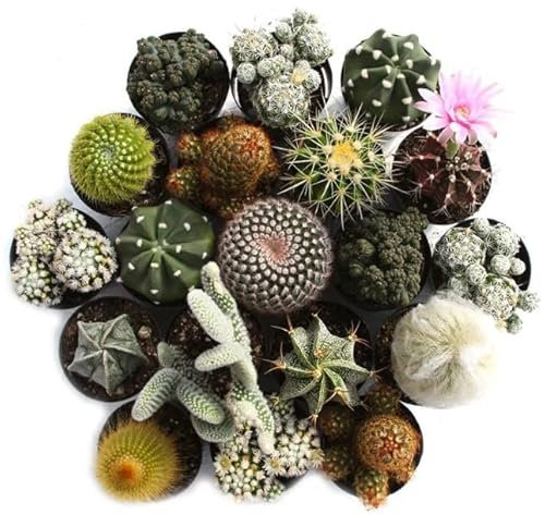 Mini Cactus Naturales | DECOALIVE | Pack 10 Plantas | Plantas Crasas para el Hogar