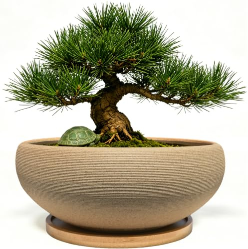 MUZHI Bonsai-Topf aus Keramik, rund, unglasiert, mit Bambus-Tablett, groß, grobe Keramik, Sukkulenten-Übertopf mit Ablaufloch, 20,3 cm