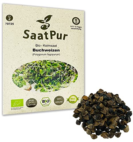 Buchweizen BIO Keimsprossen von SaatPur - Keimsaat für Buchweizen Sprossen, Microgreen - 90g