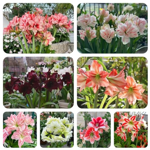 bulbi di amarilli - giardino resistenti perenni 4pcs