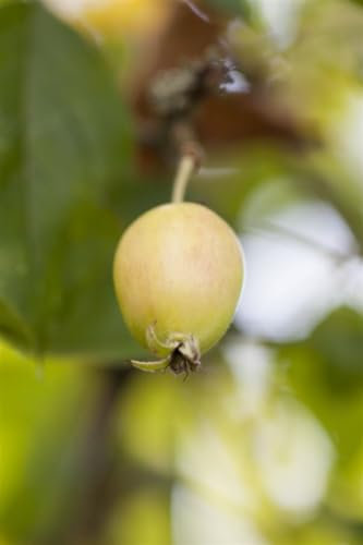 Malus 'John Downie' 60–100 cm – Winterhart, Mehrjährig, Pflegeleicht – Zierapfel – Heckenpflanze für Garten & Sichtschutz