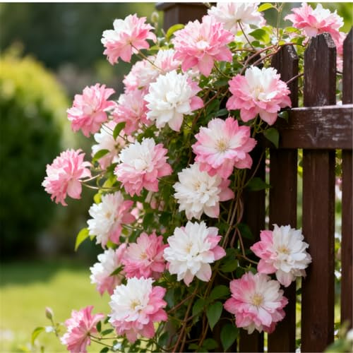 Especial para arcos/Clemátide/Muy ornamental/Rizoma de clemátide-5 PCS-F