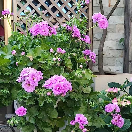 gerani tagliati semi selvatici perenni resistenti semi di selvatico bonsái interni balcone estate arbusto farfalle geranio 750pcs