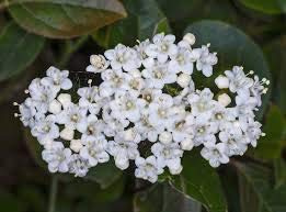 25 Durillo frön (Viburnum tinus)