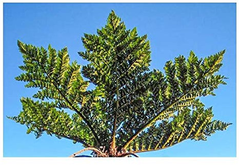 Pcs - 10x Cyathea Sp. Tiny Top Fougère Arborescente Jardin Chambre Plantes - Graines B1063 - Seeds & Plants Shop by Ipsa