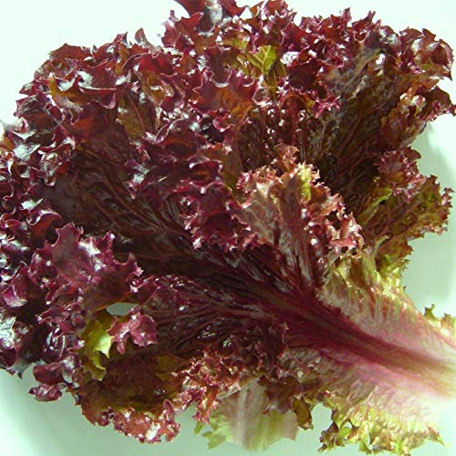 400 Seeds of Looseleaf Lettuce Lollo Rossa