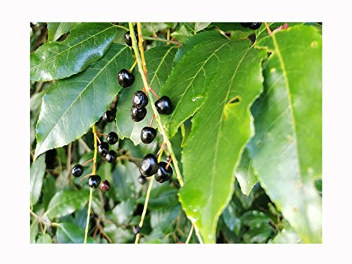 Portuguese Laurel, Prunus lusitanica, Hardy Elegant Evergreen Shrub, Rarely Offered, Great for UK Climate, 10-15cm Plant in a 7cm Pot