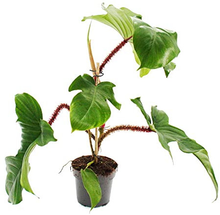 Exotenherz - Philodendron squamiferum - der wilde rotsielige Baumfreund - 12cm Topf