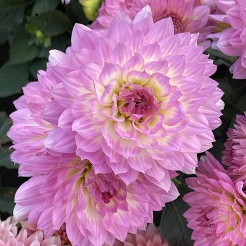 (HGJKYTFCDG) - Dahlias résistant à l'hiver - Acheter des dahlias - Véritables dahlias avec rhizomes, idéal pour acheter pour votre jardin - 10 pièces-B