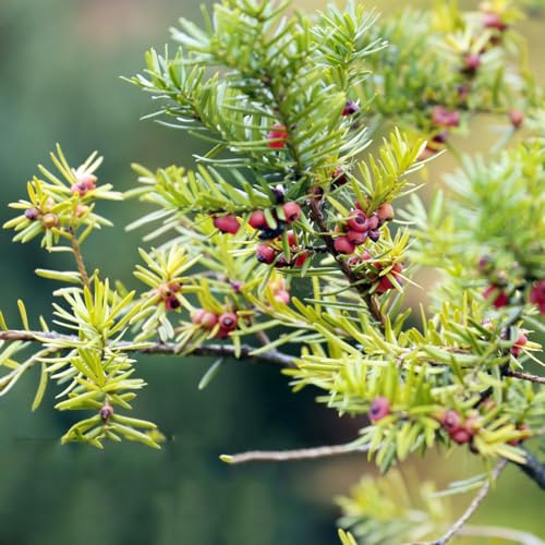 Semi di Taxus baccata, raro organico giardino resistenti semi di sostenibili esotico vecchie varietà giardino ornamentale, resistente 350pcs