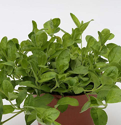 Waldehrenpreis - Veronica officinalis - lebende Gartenpflanze aus den Baumschulen
