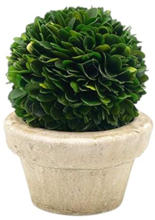Serene espaces Living Préservé Boule de buis avec Petit Pot de Fleurs – Naturel Intérieur Verdure, Simples Care, 14 x 10,2 cm
