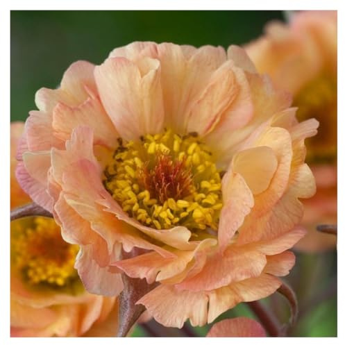 Stauden Gänge 10 x Geum chiloense 'Mai Tai' winterhart | Winterharte Staude für Sonne bis Halbschatten, Blüte Mai bis Juli, mehrjährig, 9x9 cm Topf