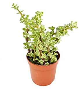 Planta Suculenta Portulacaria Afra Bicolor | DECOALIVE | Planta Natural para Decorar el Hogar