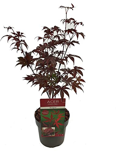 Acero rosso giapponese Acero palmatum Bloodgood pianta innestata in vaso 2 litri Vivaio di Castelletto