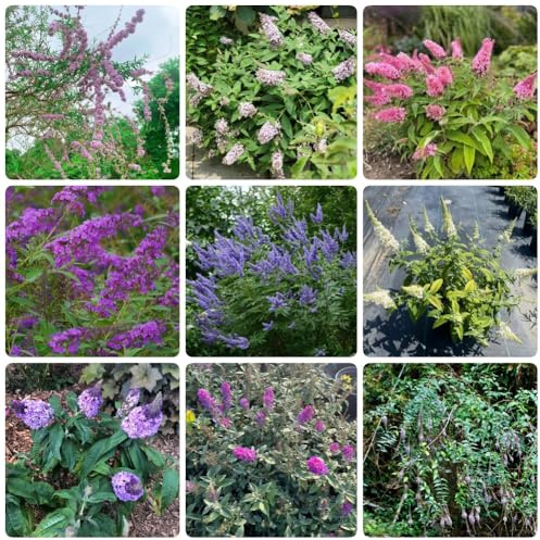 Semi di lillà farfalla, Buddleja lindleyana, biologici Buddleia, arbusti da resistenti, giardino da balcone resistenti 500pcs