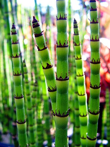 Lincolnshire Pond Plants Ltd - Marginal Aquatic Pond Plant - (Equisetum Hyemale) - 9cm