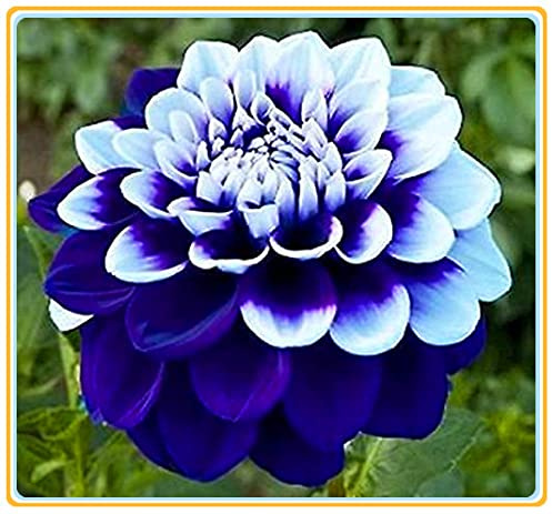 Le foglie di compost del bulbo di Dalia sono multicolori, una varietà adatta alla casa e al giardino-12bulbi,B