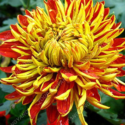 Seeds 50pcs/Pack Hot Gerbera Seeds Seeds in Vase Chrysanthemum Flowers in Bonsai Plants Domestic Garden of DIY with a Strong Ability to Grow 10: Only Seeds