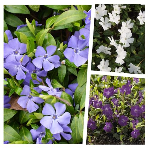 Stauden Gänge 9 x Vinca minor Farbmix Kleines Immergrün im Mix winterhart | Kleines Immergrün – winterharter, immergrüner Bodendecker für Sonne bis Schatten, mehrjährig, 9x9 cm Topf