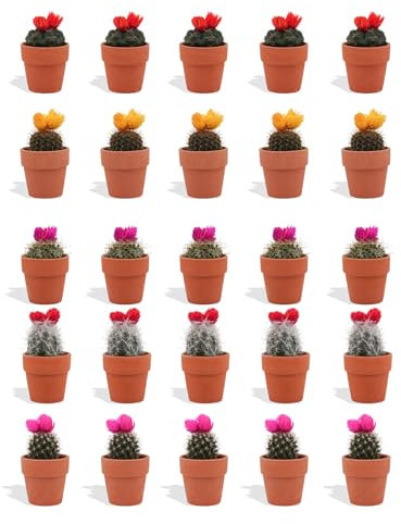 DutchLeafs 20 Stück Mini Kakteen mit Deko-Blüte im Ø 7 cm Terrakotta Blumentopf - Kaktus Deko für Zuhause, Büro, Restaurants, Hotels - Höhe 8-15 cm