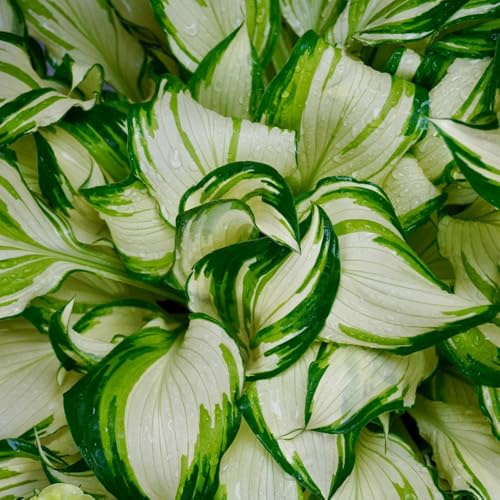 Semi di Hosta, perenni Hosta plantaginea, semi di per esterno resistenti all'inverno da giardino roccioso resistenti 20pcs
