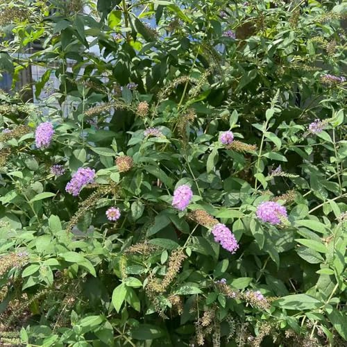 250samen schmetterlingsflieder - sommerflieder winterhart kräuterpflanzen gartensamen pflanzensamen gartenpflanzen kräutergarten balkon steingartenpflanzen