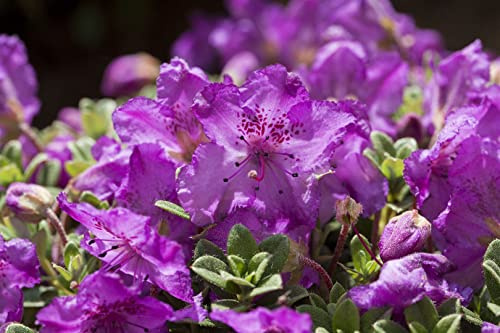 Rhododendron keleticum 20–25 cm – Winterhart, Immergrün, Pflegeleicht – Zwerg-Rhododendron – Pflanze für Steingarten & Kübel
