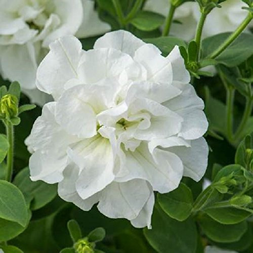 Petunia Trailing Double Tumbelina 'Diana' Basket/Garden Plug Plants Pack x6