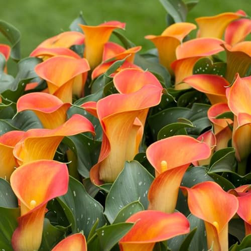 Calla Lily Bulbs-Calla Lily Plant Calla Lily Bulbs UK Calla Lily Bulbs for Planting Now UK,Hardy Perennial,Wedding Flowers,Garden Flowers,Plant Bulbs-2bulbs-a