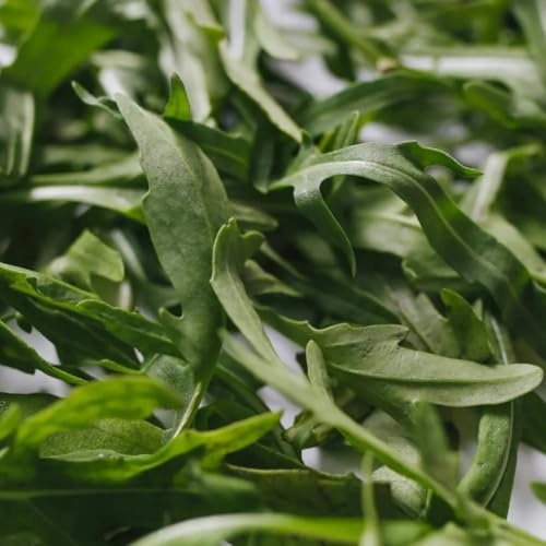 semi di rucola, giardino roccioso resistenti vecchie varietà di giardino sul balcone resistenti per il 400pcs