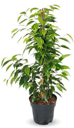 Attitude Jardin - Ficus Benjamina - anastasia - 60-70 cm - ⌀ 17 cm - plante d'extérieur