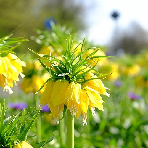 Fritillaria imperiale - rari primaverili, lungo periodo di resistenti giardino e balcone giardino decorazione balcone rizoma, decorative 4bulbi