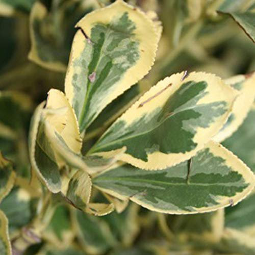 Euonymus Japonicus 'Bravo'- Fusain du Japon 'Bravo' 40-50 cm en conteneur