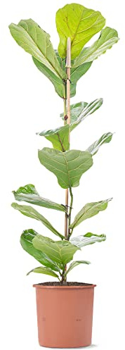 Figuier à feuilles de violon - Ficus lyrata | Purificateur d'air intérieur | Plante d'intérieur en pot de grande taille