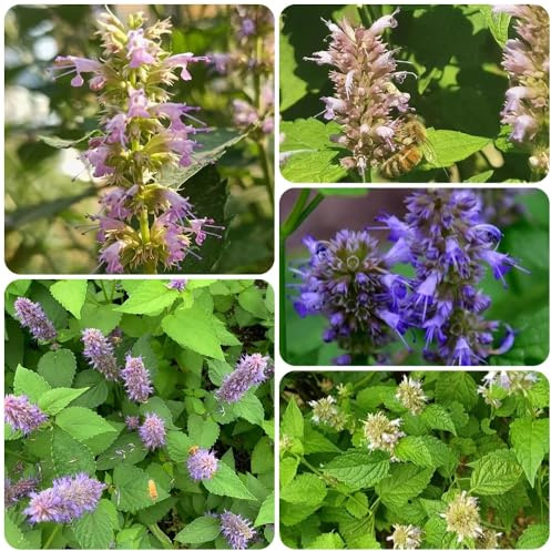 Semi di ortica profumata, Agastache foeniculum, perenni verdi semi di esotiche rare 300pcs