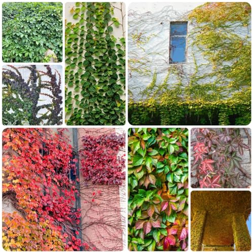 wilder wein, jungfernrebe - exotische winterharte garten Parthenocissus tricuspidata rankpflanzen zimmerbonsai nachhaltige produkte steingartenpflanzen hängepflanzenzaun deko vines 200samen