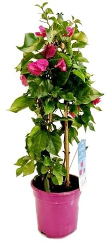 DECOALIVE Bugambilia PREMIUM Planta Trepadora de Exterior, 8435712006408