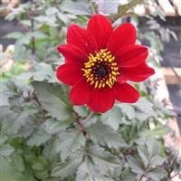 3 x Dahlia 'Bishop of Auckland' Cottage Garden Perennial Plug Plants
