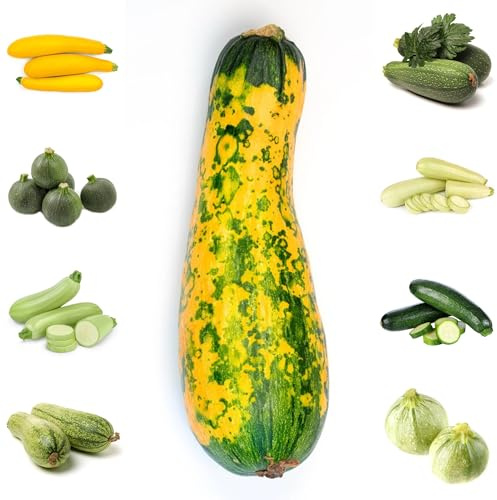 semillas de calabacín orgánicas Las de jardín de rocas son resistentes, para calabacines trepadores de interior, para 40pcs