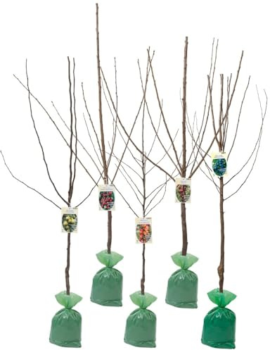 Arbres fruitiers XXL Lot de 5 (Pomme Jonagold, Conférence Poire, Kordia Cerise Douce, Cerise Sure Chattenmorelle et Prune Hauszwetsche)