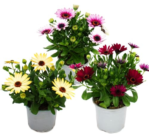 Kapkörbchen - Osteospermum ecklonis - 11cm Topf - Set mit 3 Pflanzen - Farb-Mix