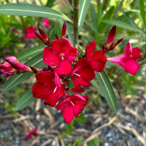 oleandro, Nerium oleander recisi da interno da balcone primaverili decorazioni giardino per esterni verdi biologiche esotiche giardino resistenti 8semi