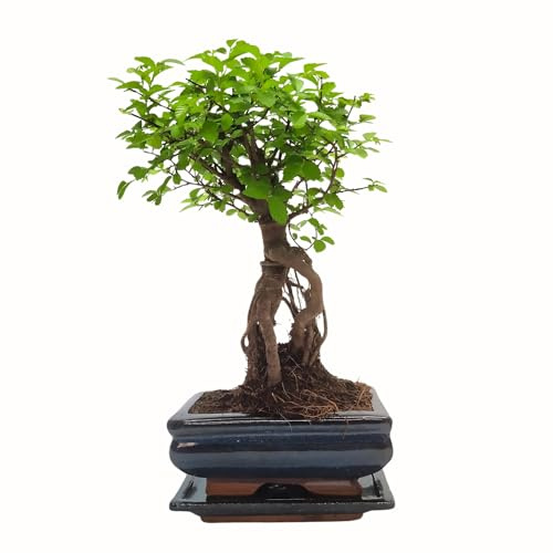Bonsai Baum mit Keramik Blumentopf - Ligustrum, Ficus, Carmona, Podocarpus, Chinese elm - ca. 6-9 Jahre (15 cm Schale ca. 6 Jahre, Chinese elm P15)